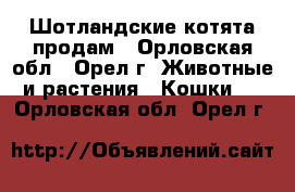 Шотландские котята продам - Орловская обл., Орел г. Животные и растения » Кошки   . Орловская обл.,Орел г.